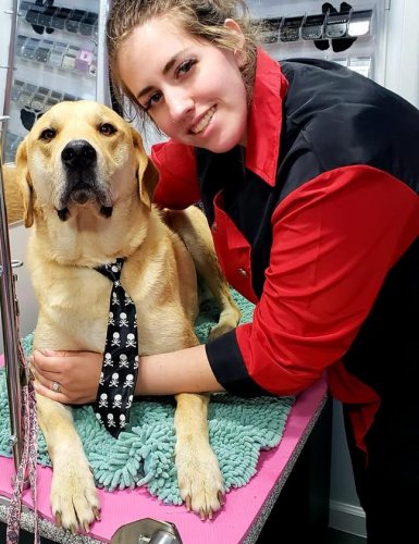 Sam the Lab